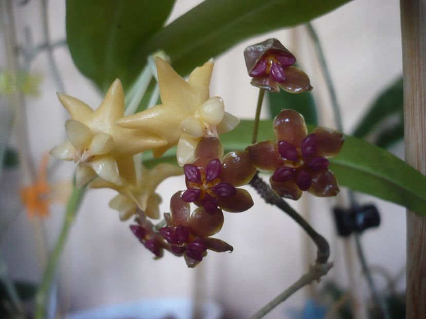 P1430054 - HOYA 2019