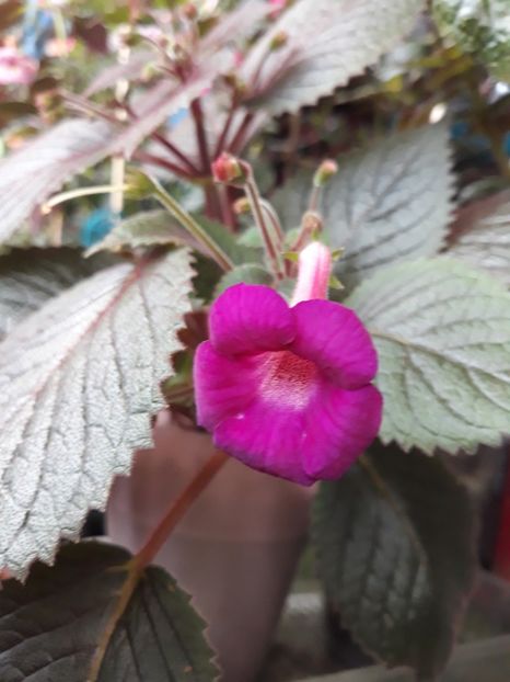  - R19 - Minnesota Rouser xA