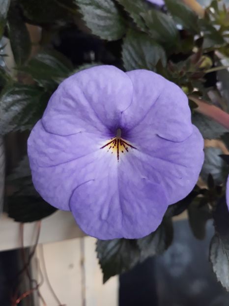  - R20 - Forget Me Not