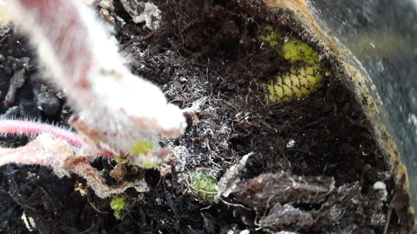 Sa nu faceti ca mine :) - BriDs Gabriela