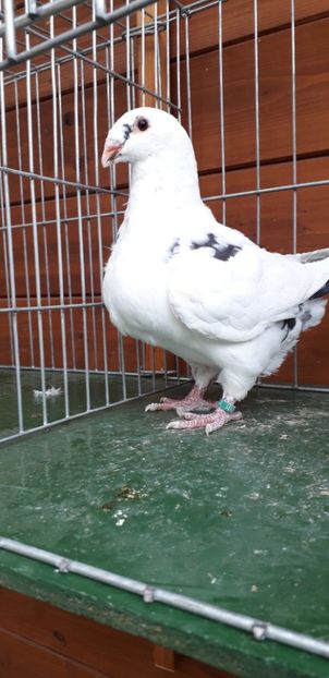 F 2019 - Tineret 2019