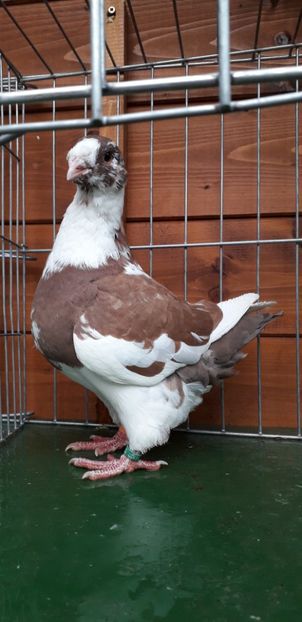 M 2019 - Tineret 2019