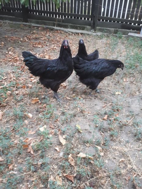  - Jersey Giant albastru si negru