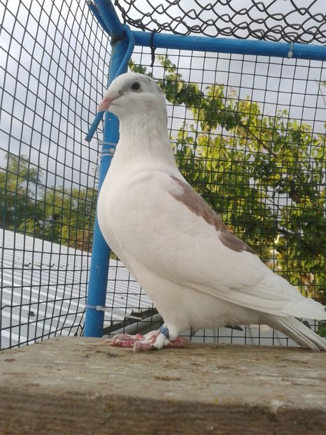 Fotografie0039 (4) - Tresti 2019