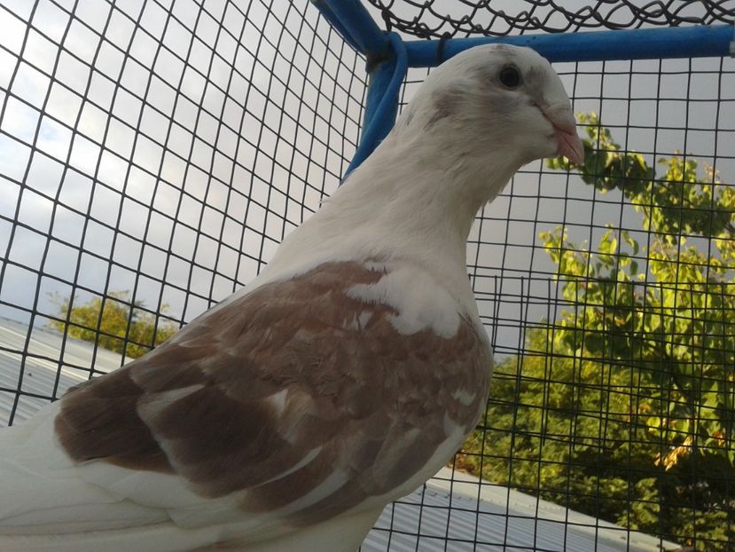 Fotografie0025 (3) - Tresti 2019