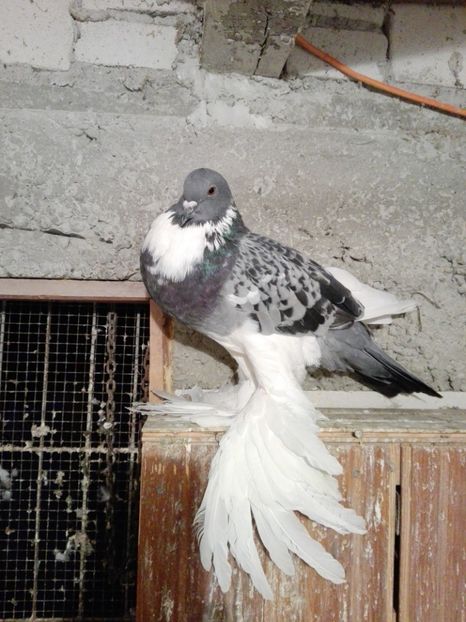 2019 - Gusat pomerania 2019