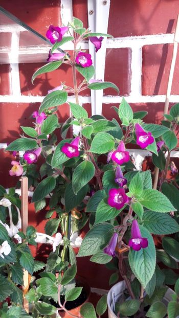  - Ohio Never say never