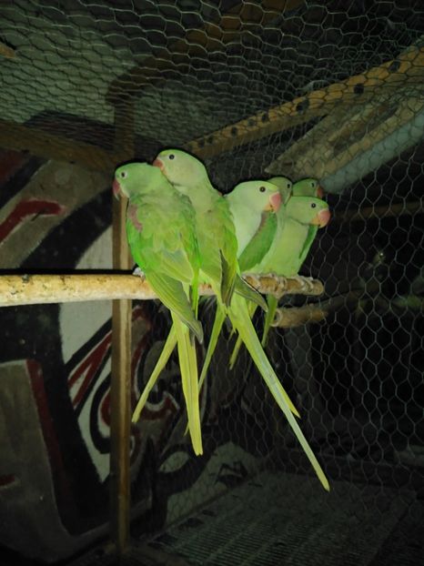  - Papagali marele alex