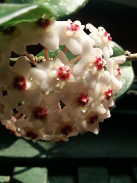 Lacrimi... - 2019 culori