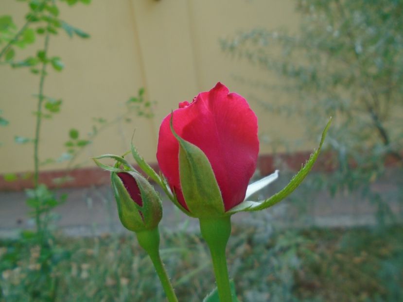 Trandafiri - r Vara 2016-2017-2018-2019