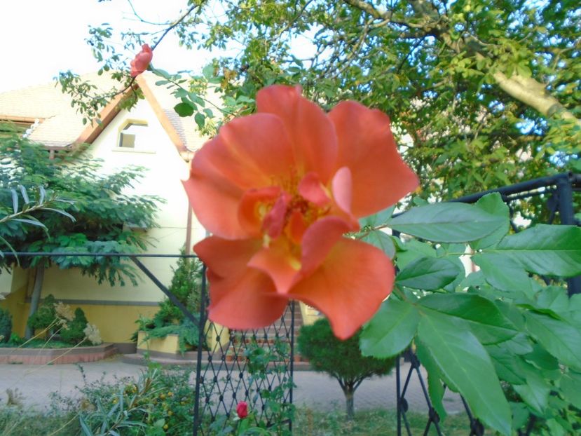 Trandafiri - r Vara 2016-2017-2018-2019