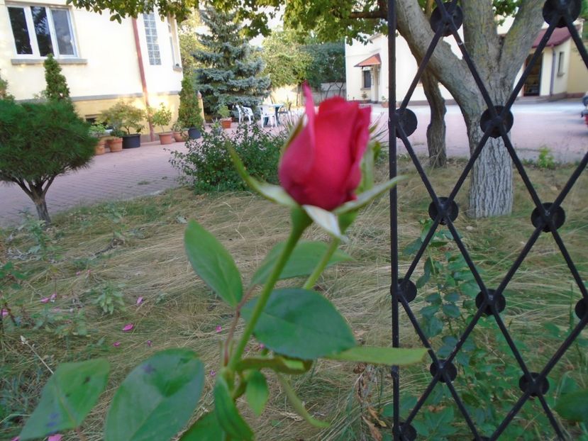 Trandafiri - r Vara 2016-2017-2018-2019