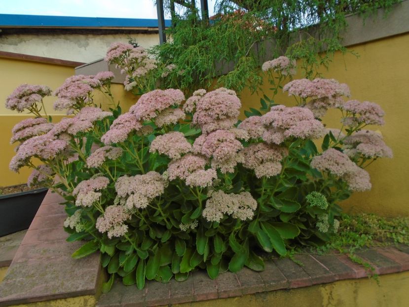 Sedum spectabile - r Vara 2016-2017-2018-2019