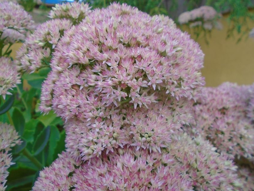 Sedum spectabile - r Vara 2016-2017-2018-2019