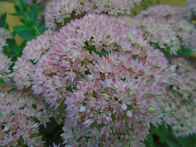 Sedum spectabile - r Vara 2016-2017-2018-2019