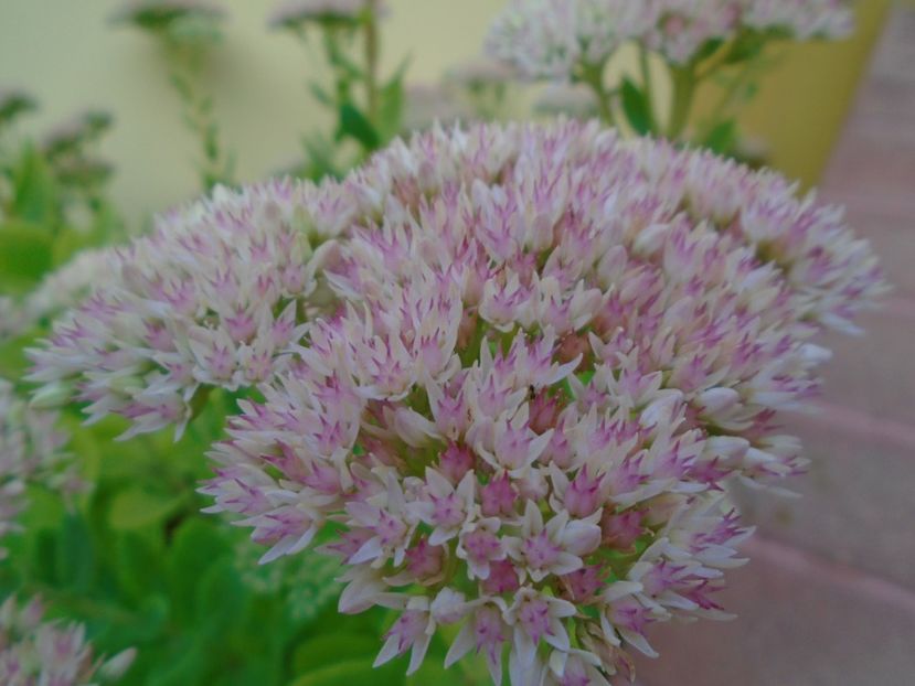 Sedum spectabile - r Vara 2016-2017-2018-2019