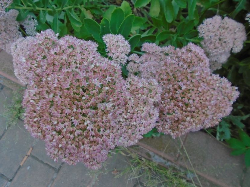Sedum spectabile - r Vara 2016-2017-2018-2019