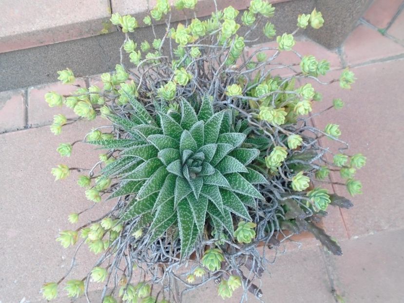 Mix de suculente - r Vara 2016-2017-2018-2019