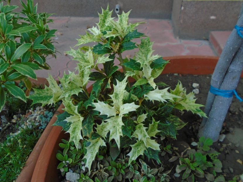 Osmanthus heterophyllus - r Vara 2016-2017-2018-2019