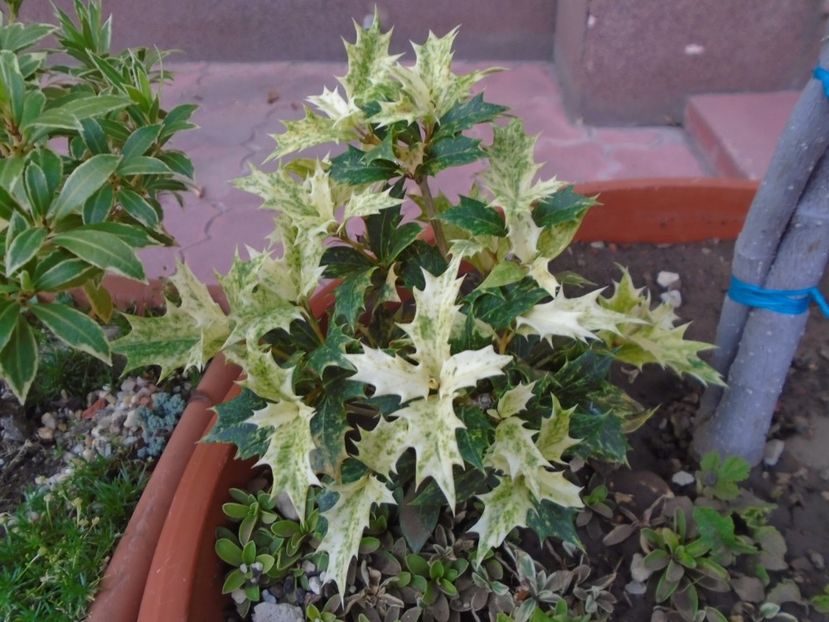 Osmanthus heterophyllus - r Vara 2016-2017-2018-2019
