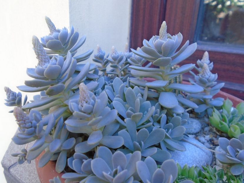 Orostachys iwarenge (Chinese dunce cap), inflorescenta - r Vara 2016-2017-2018-2019