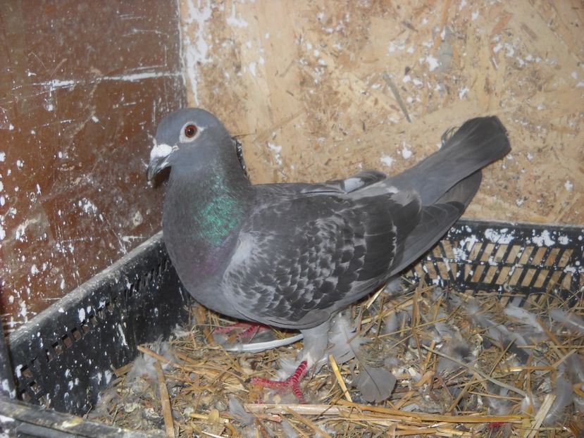  - PORUMBEI VANDUTI 2