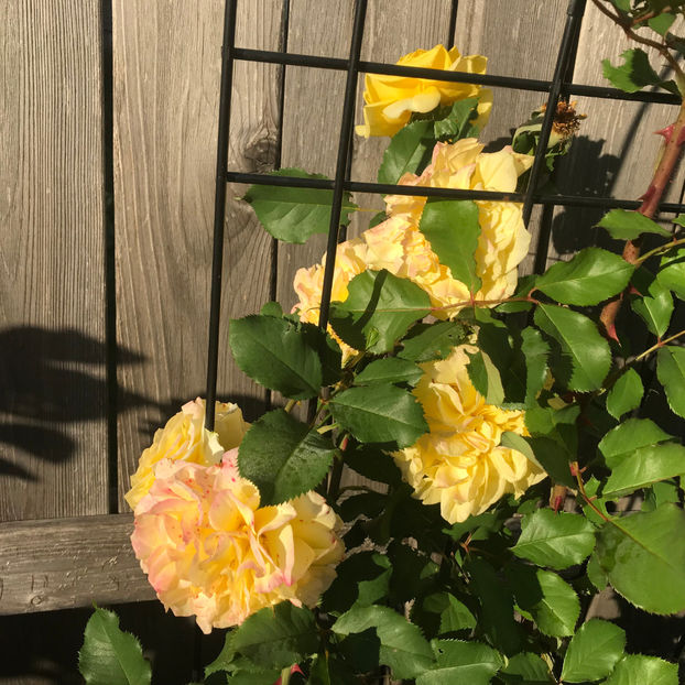  - Jurnalul gradinii 2019