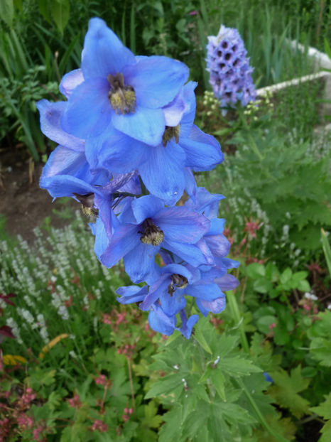 - Delphinium