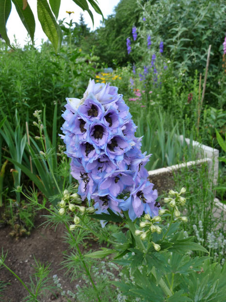  - Delphinium