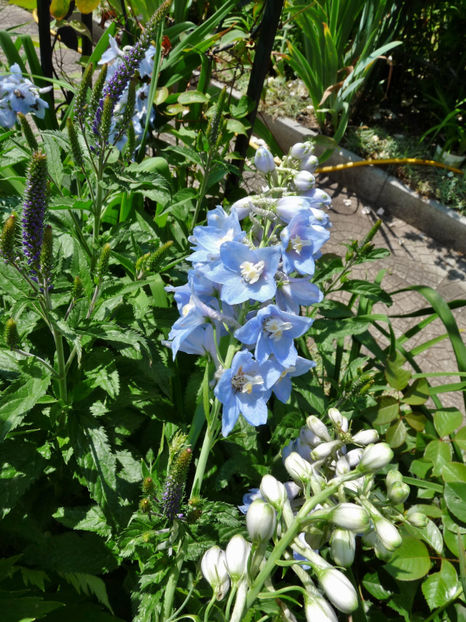  - Delphinium