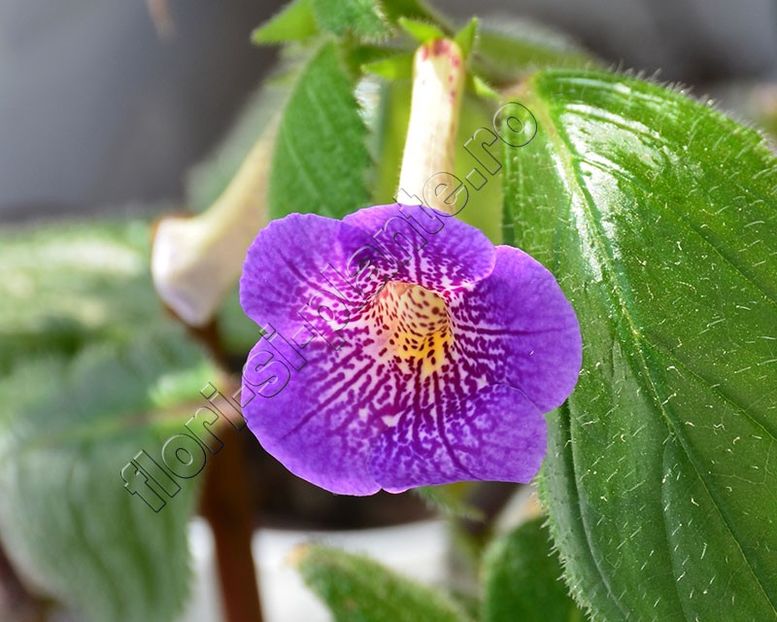 xAchimenantha Lionheart A - ACHIMENES III