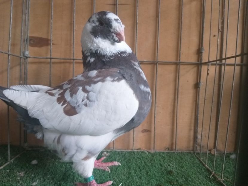 M2019 - De vanzare 2019