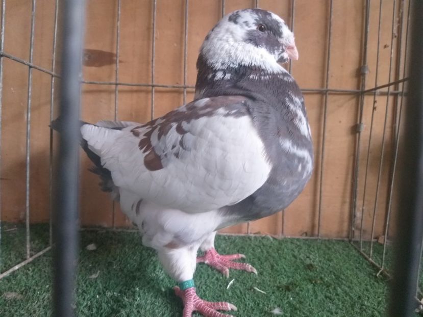 M2019 - De vanzare 2019