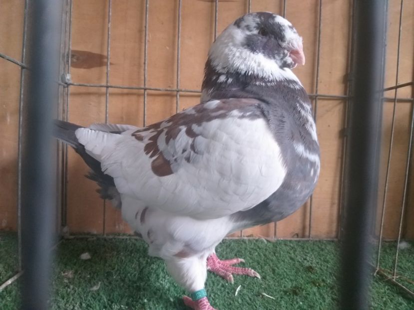 M2019 - De vanzare 2019