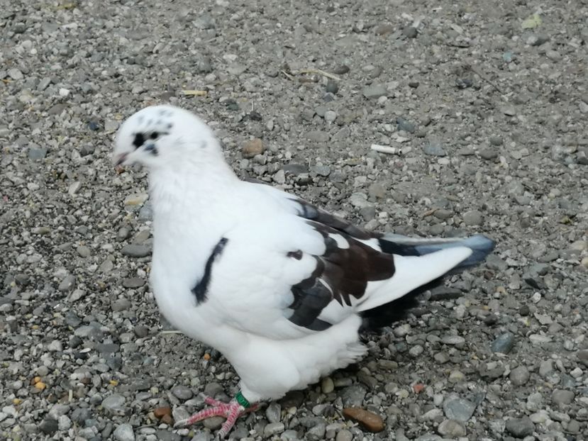  - porumbei vinduti