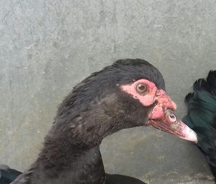  - Bomboane asortate 2019