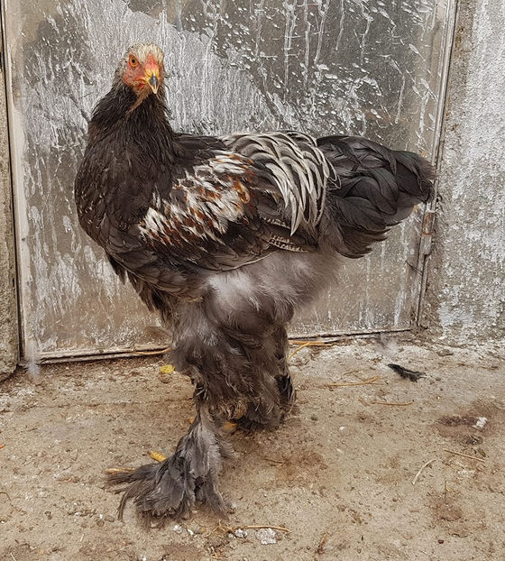  - a__Pui si tineret brahma 2019