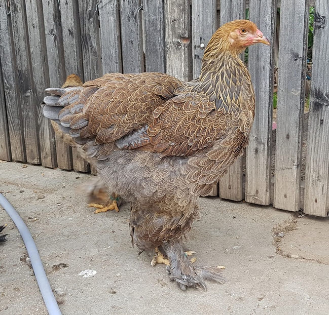  - a__Pui si tineret brahma 2019