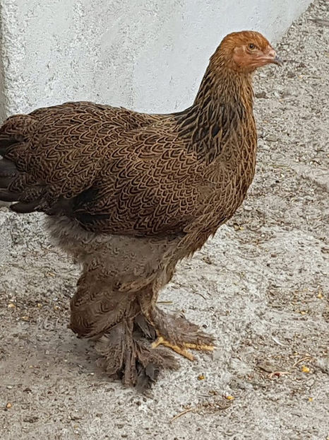  - a__Pui si tineret brahma 2019