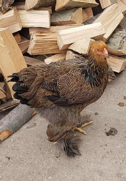 - a__Pui si tineret brahma 2019