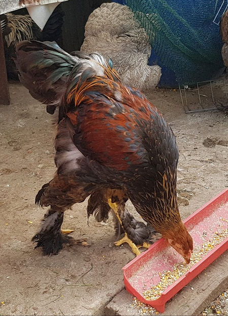  - a__Pui si tineret brahma 2019