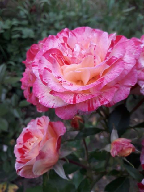  - Camille Pissarro 1