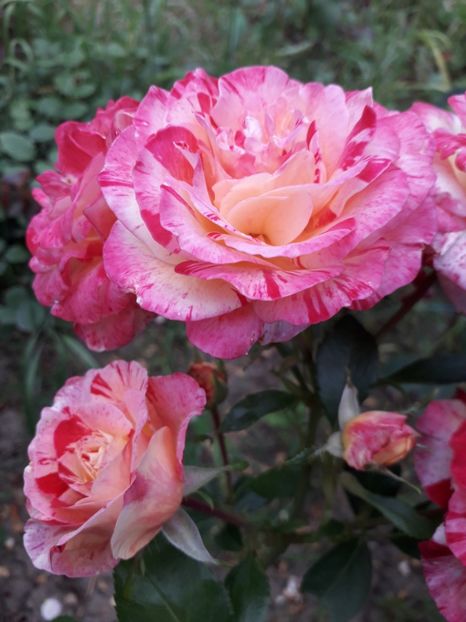  - Camille Pissarro 1