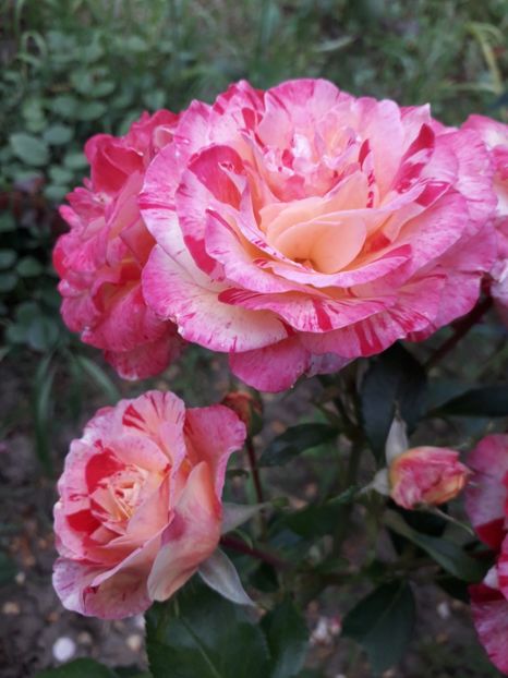  - Camille Pissarro 1