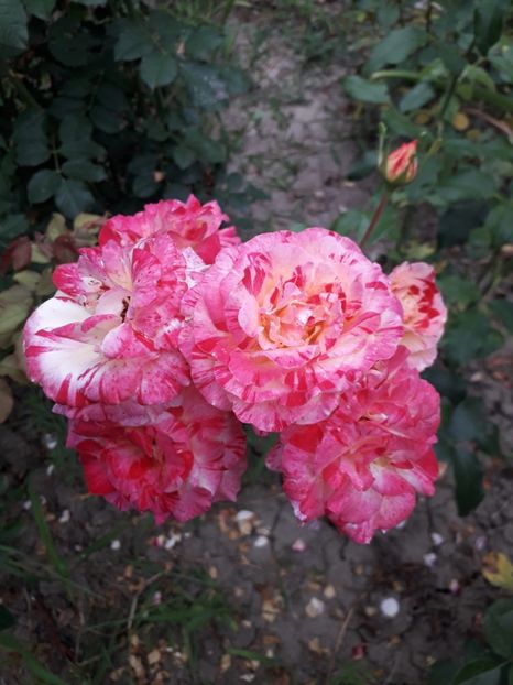  - Camille Pissarro 1