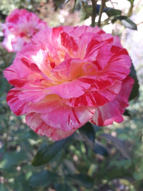  - Camille Pissarro 1