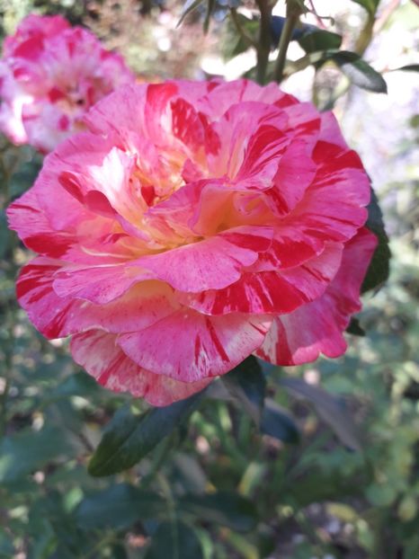  - Camille Pissarro 1