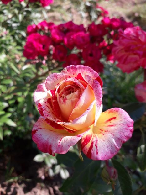  - Camille Pissarro 1