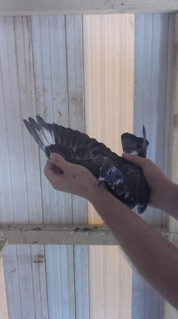 7f1c961821db402fdf6391c6e83c1c8c.0 - 2019