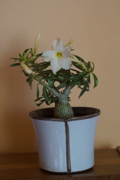  - Adenium 2019- 2021
